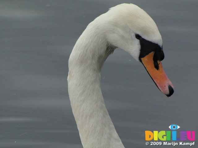 SX02813 Close up of swans head - Mute Swan [Cygnus Olor]